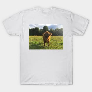 Scottish Highland Cattle Calf 1828 T-Shirt